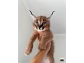 grandes-camadas-de-gatitos-serval-y-savannah-con-caracal-small-1
