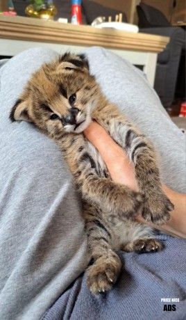 grandes-camadas-de-gatitos-serval-y-savannah-con-caracal-big-3