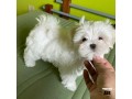 regalo-cachorros-de-bichon-maltes-mini-toy-para-adopcion-small-0